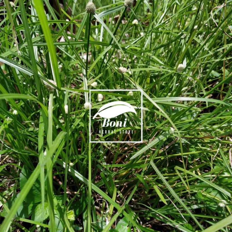 

Rumput Pendul dengan akar Fresh 250gr