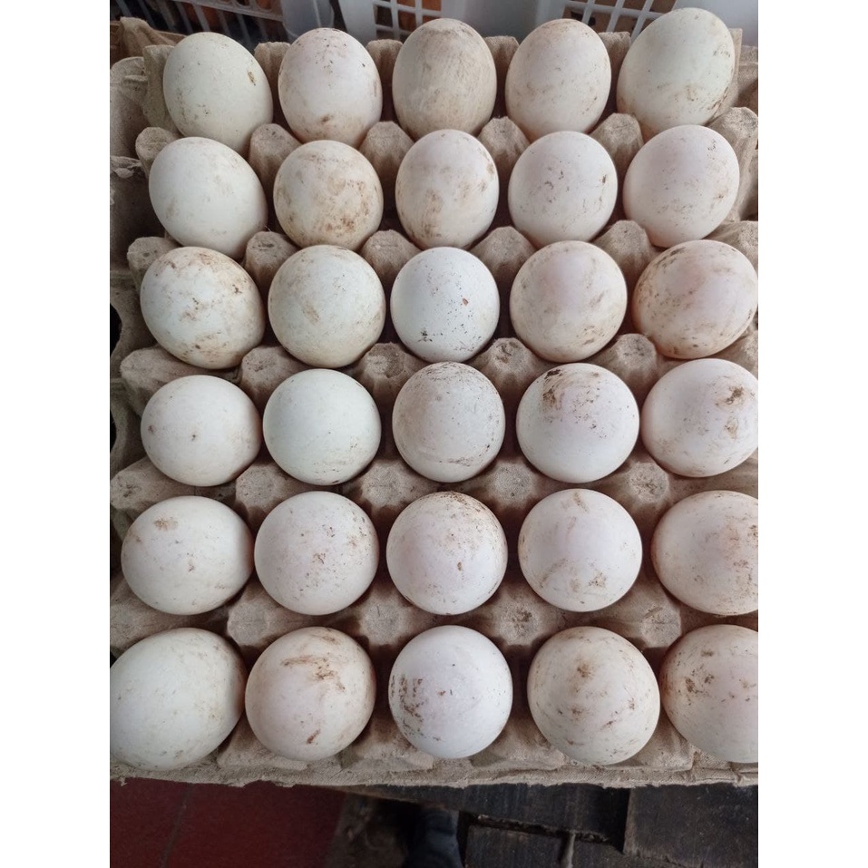 

Telur bebek /Butir