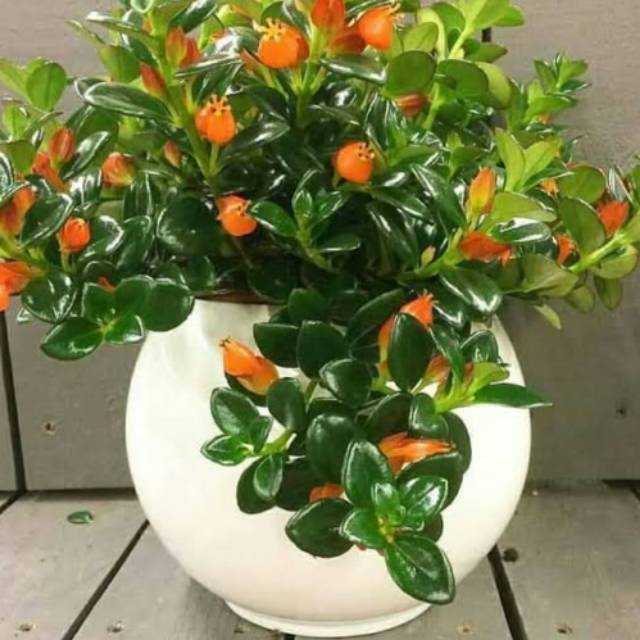 Tanaman hias lipstik orange free pot gantung