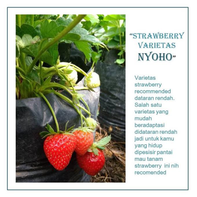 BIBIT BUAH STRAWBERRY NYOHO, VARIETAS STRAWBERRY DATARAN RENDAH