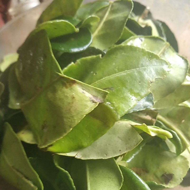 

daun jeruk