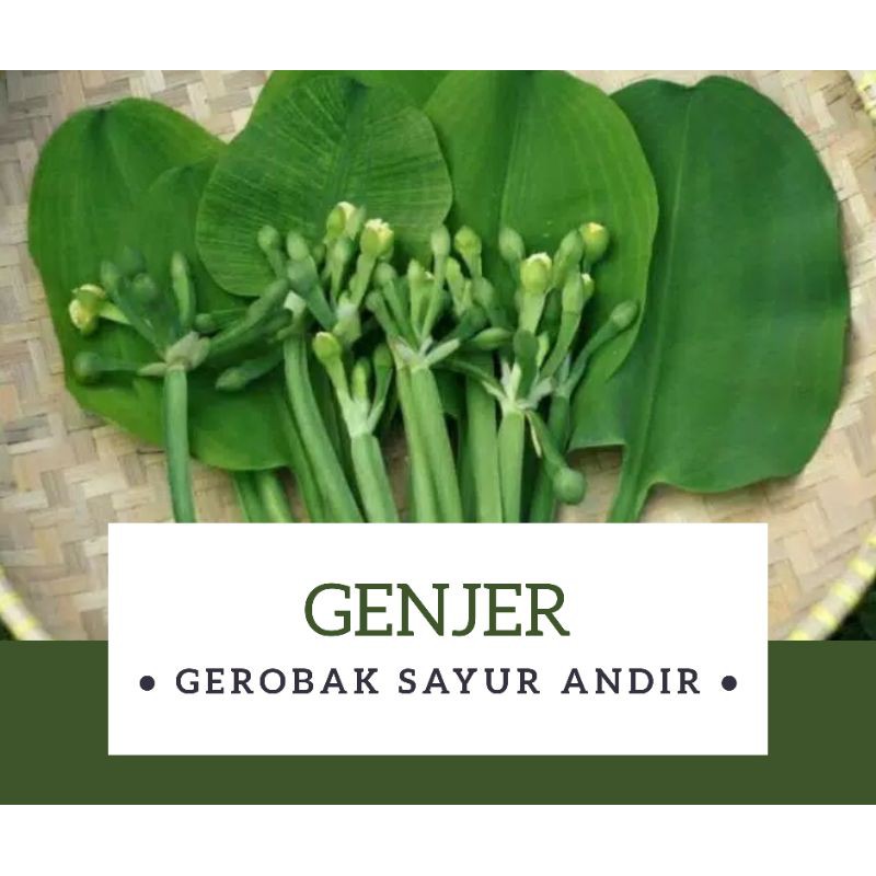 

Genjer /ikat