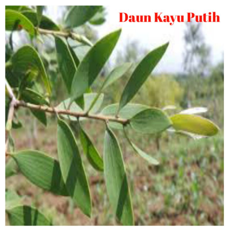 

Daun Kayu Putih Eucalyptus 500gram
