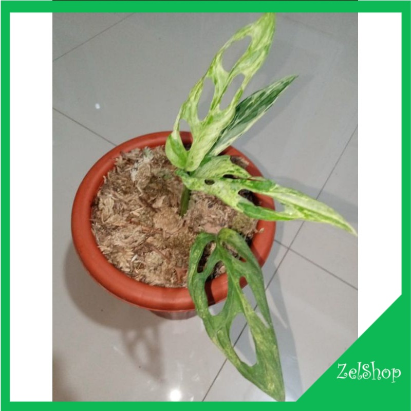 Monstera Adansonii Varigata Lokal Ori / Janda Bolong Varigata Lokal / Janbol Varigata Lokal / Janda 