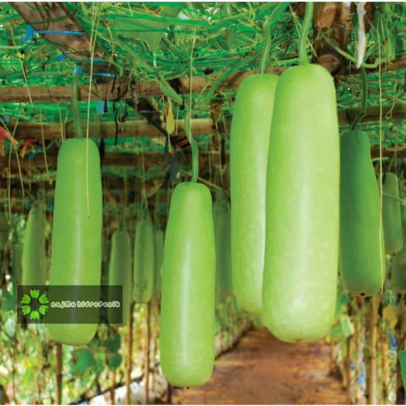 3 Butir Benih Labu Air Ruma Repacking (Cap Panah Merah)