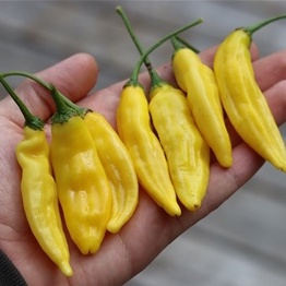 BS-BYL Bibit Cabe Hias Pelangi Benih Tanaman Sayuran Cabai Carolina Reaper Merah Bolivian Rainbow Katokkon Numex Giant Raksasa Sweet Italian Ungu Hitam-CH LEMON DROP