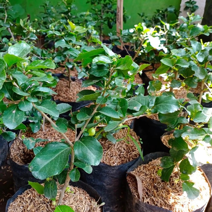 

bibit buah cerry jepang-manila