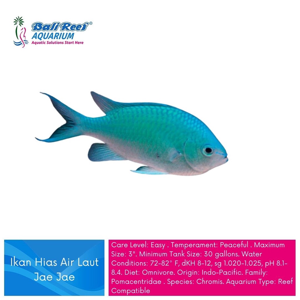 Ikan Hias Air Laut Jae Jae Blue Green Chromis