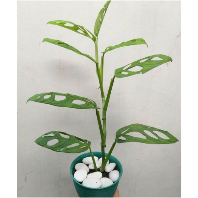 Paket 4 Tanaman Hias Janda Bolong