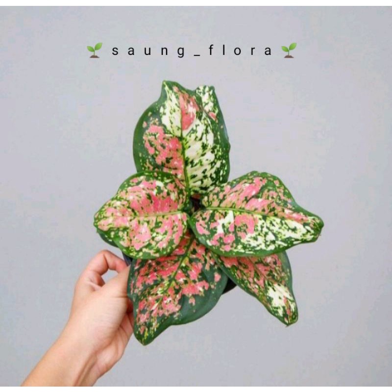 Anakan aglaonema tricolor lokal // Bibit aglaonema tricolor