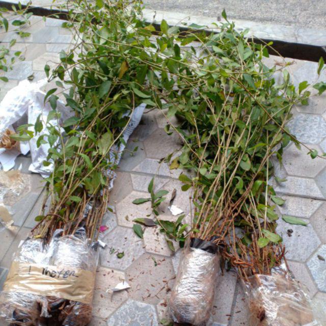 Tanaman Hias Pagar Lee Kwan Yew Per Polibag