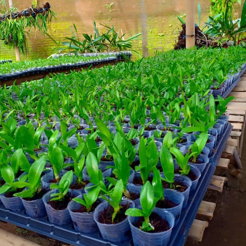 {BGR.07Oc21q} Seedling Anggrek Dendrobium Black Pearl (After Dark)