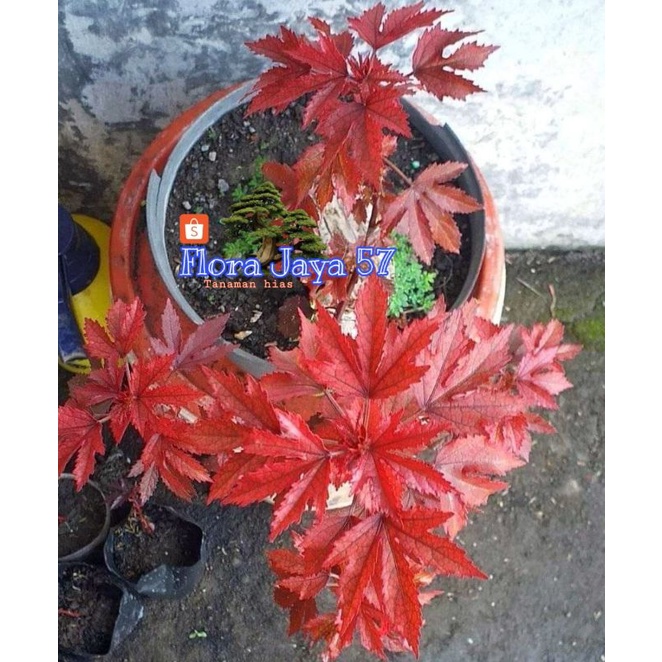 RED PANAMA/ RED MAPLE LOKAL (PAKET 10 POHON)
