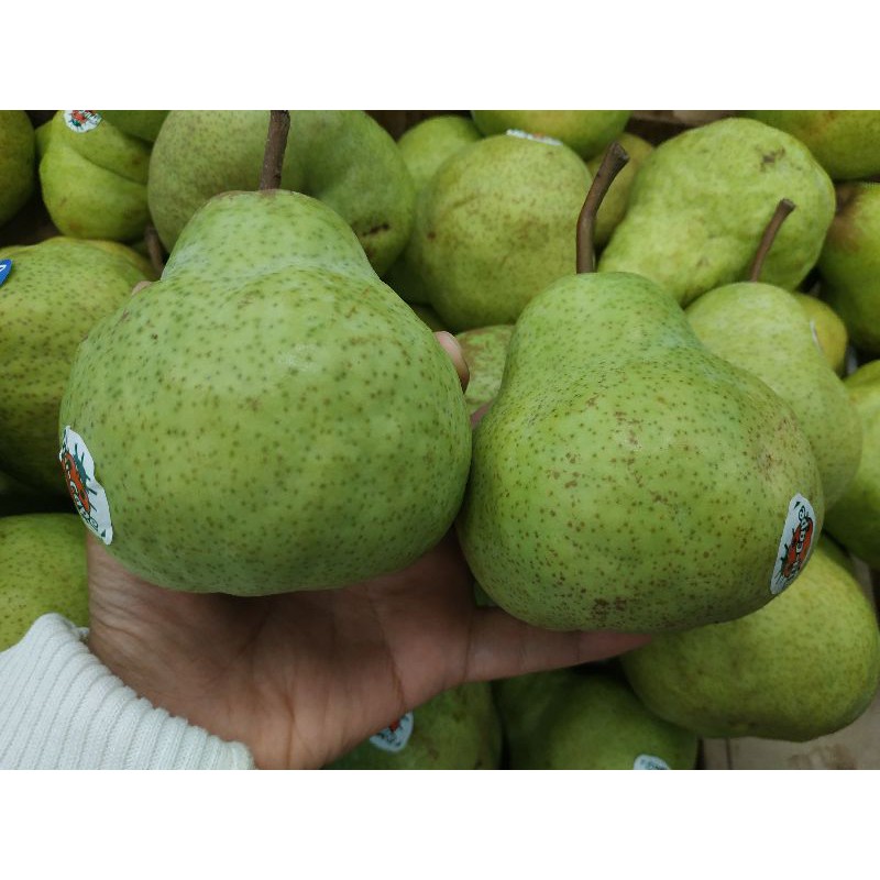 

pankam super