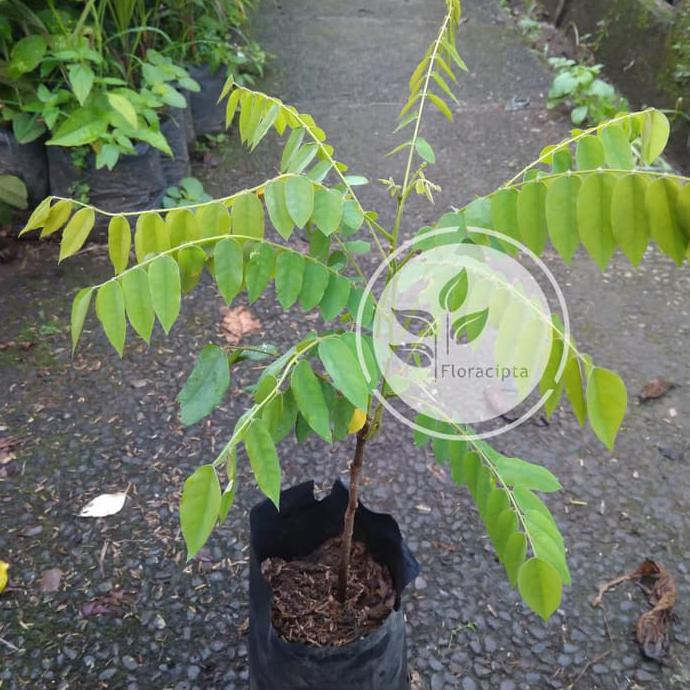 Bibit Pohon Belimbing Wuluh - Belimbing Sayur/Tanaman Buah Belimbing Bln