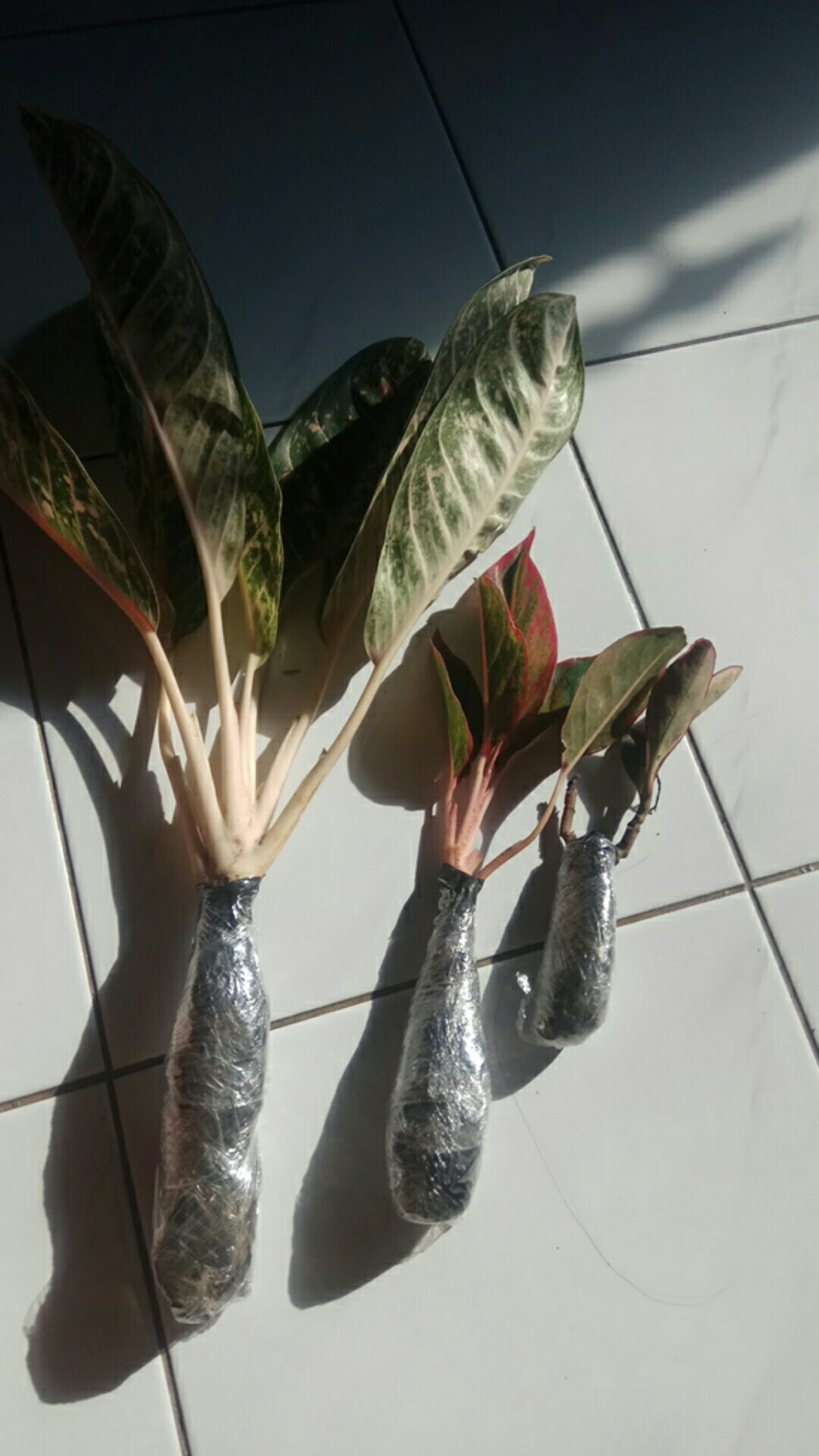 Tanaman Hias Aglonema Donacarmen