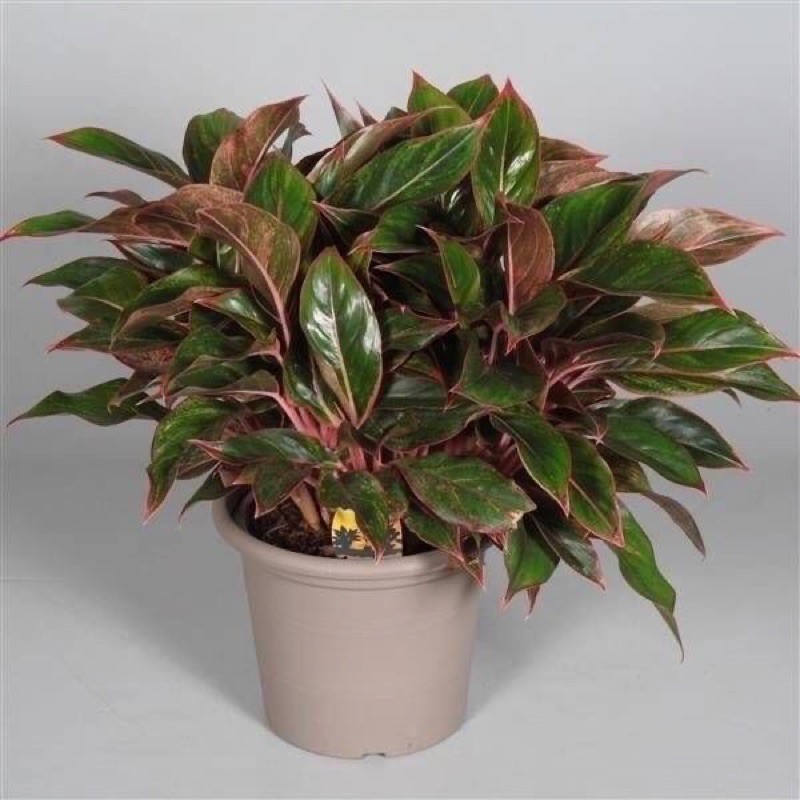 Tanaman hias aglonema lisptick clasick -Tanaman hidup bunga murah-kembang hidup asli-bunga hidup can