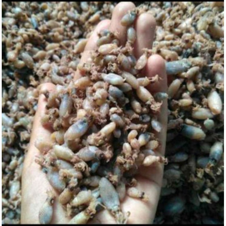 

baby cumi premium ukuran 0,5-2cm