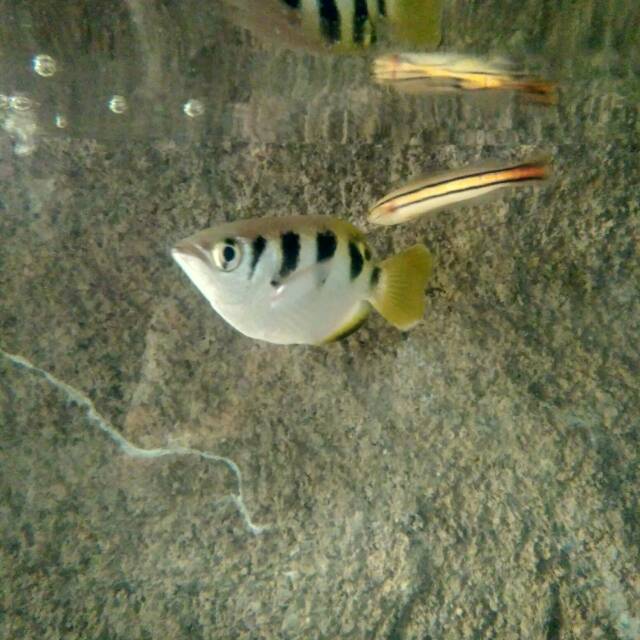 Archer fish / ikan sumpit 100% fw