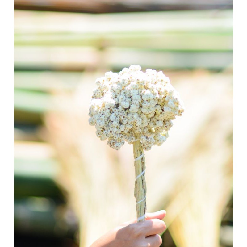 EDELWEIS // BUNGA KERING ASLI // DRIED FLOWERS