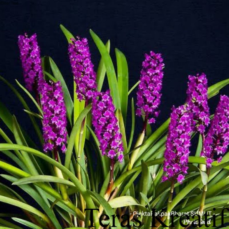 Anggrek Hutan Arpophyllum# anggrek Hutan Sumatera