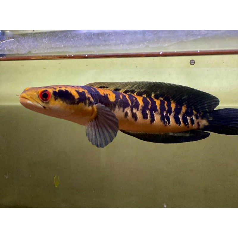 Gabus Hias channa yellow sentarum chana YS Ikan Predator Terlaris