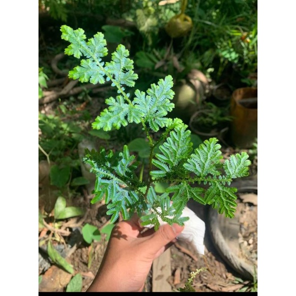 Pakis hias sp kalimantan