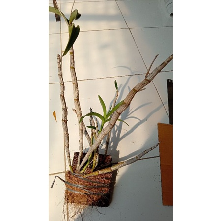 dendrobium larat hijau