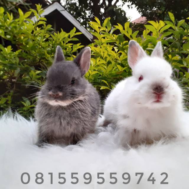 Kelinci ND / Kelinci Nedherland Dwarft / Kelinci Tubuh Mini / Kelinci Mini