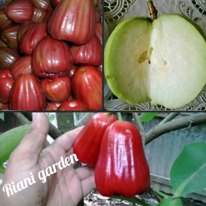 Super Paket 3 Jenis Bibit Jambu-Jambu Air King Rose-Madu Merah-Kristal