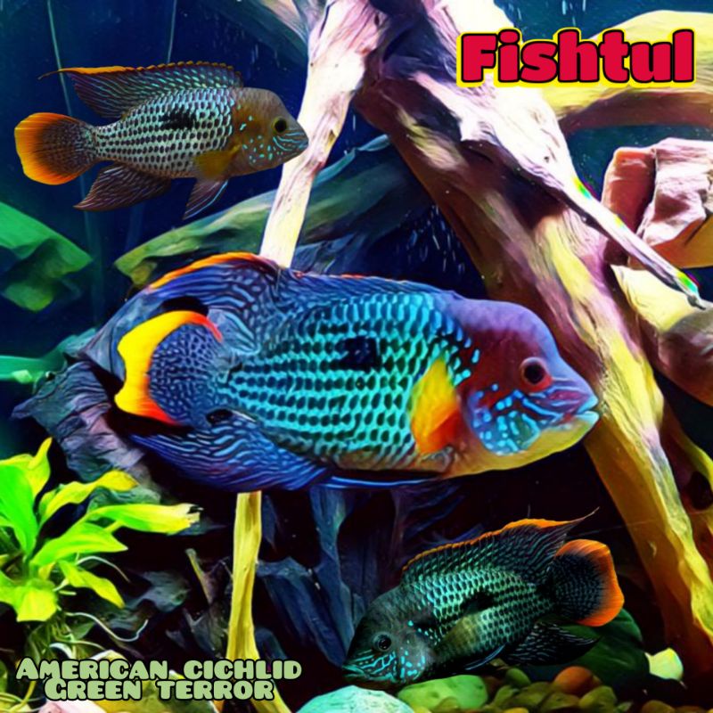 Cichlid Green Terror 10 - 20 cm warna bagus