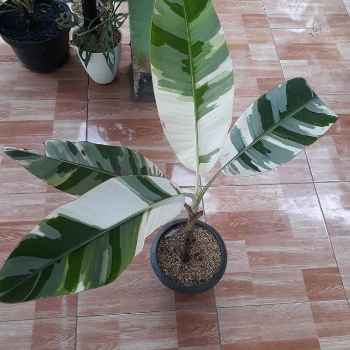 Tanaman Hias Pisang Varigata Banana Indahhutamishop