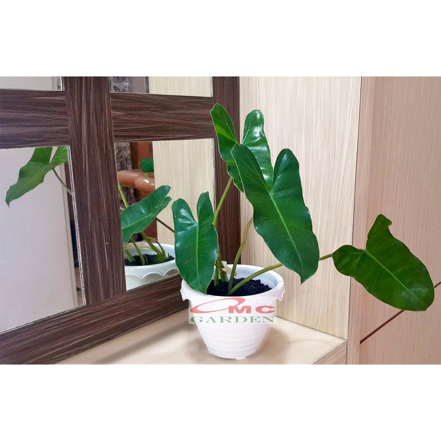 Philodendron Philo Brekele Burle Marx Tanaman Hias PBR-001