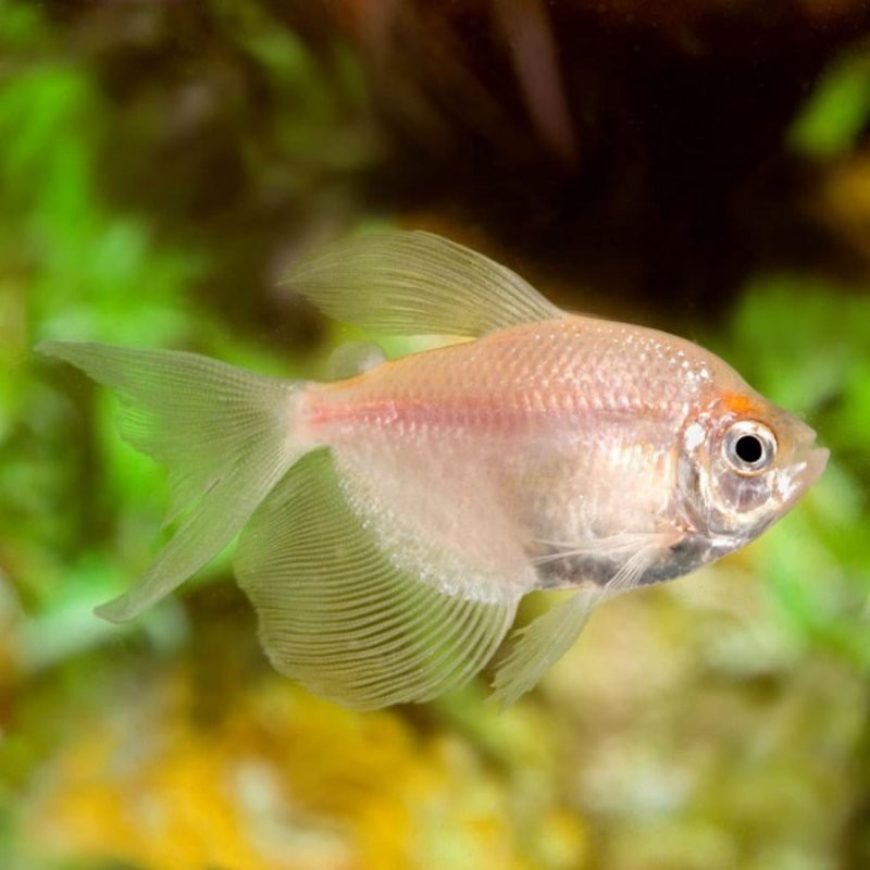 Ikan Hias Aquascape Black Tetra Albino Size M