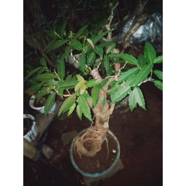 Langka Bahan Bonsai Pohon bunut merah(xtra large)