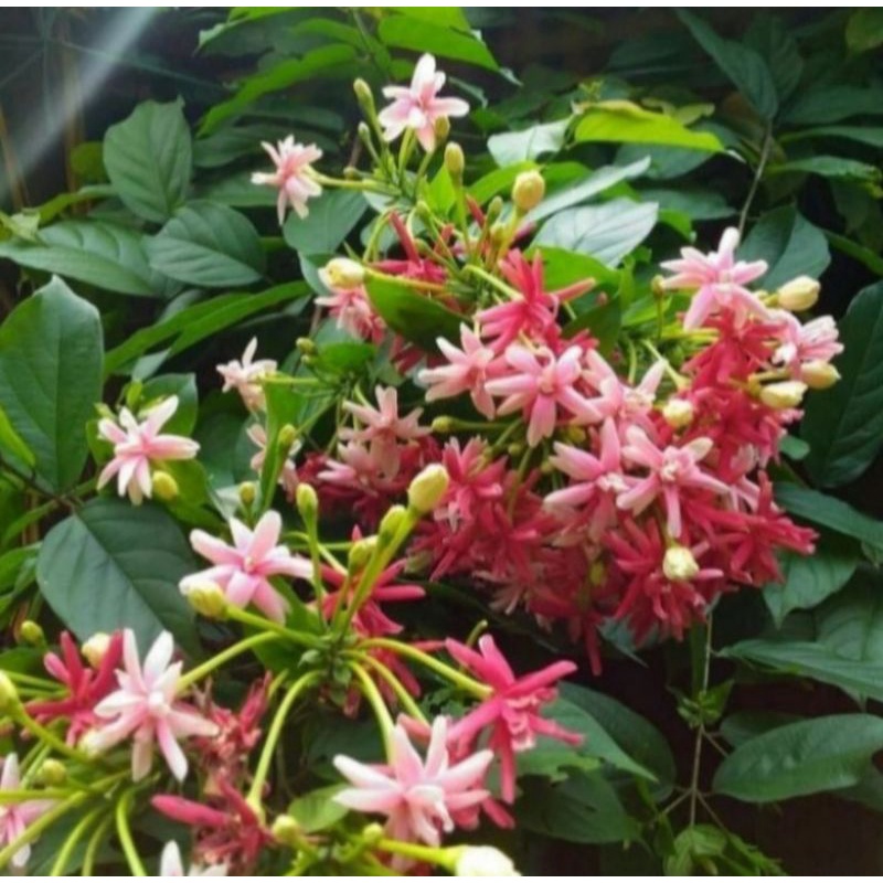 Pohon Melati Belanda Tanaman Rambat Pohon Bunga Melati Belanda