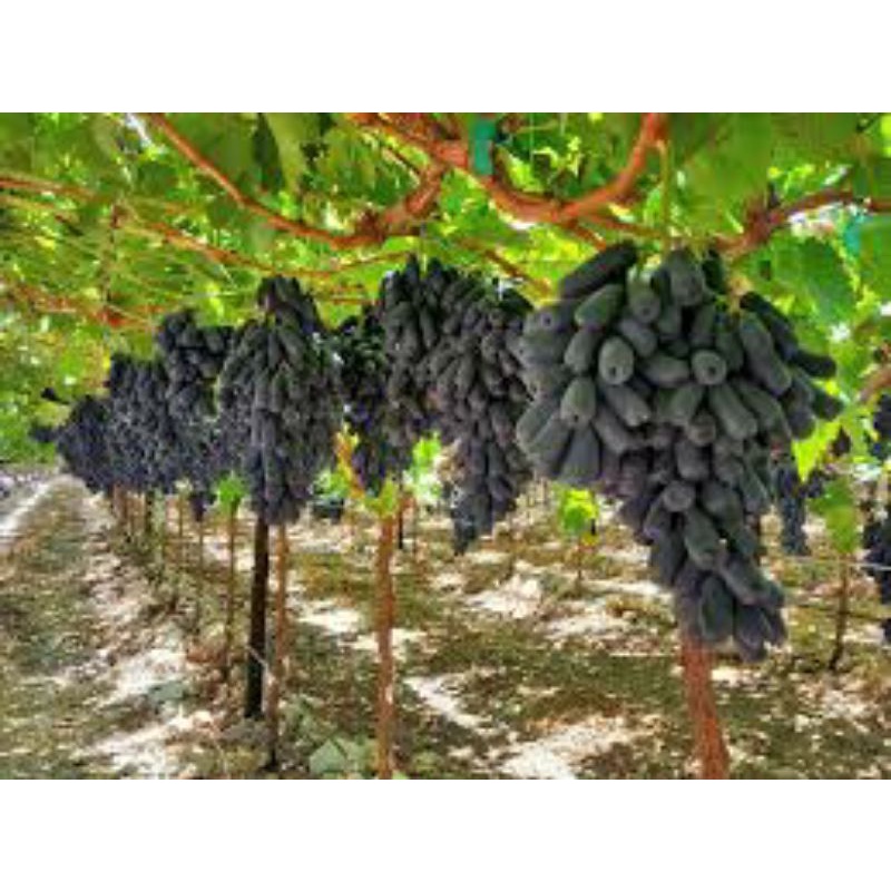 Bibit Anggur Import Moondrop Asli Grafiting-Bibit Tanaman  Buah Anggur Moondrop