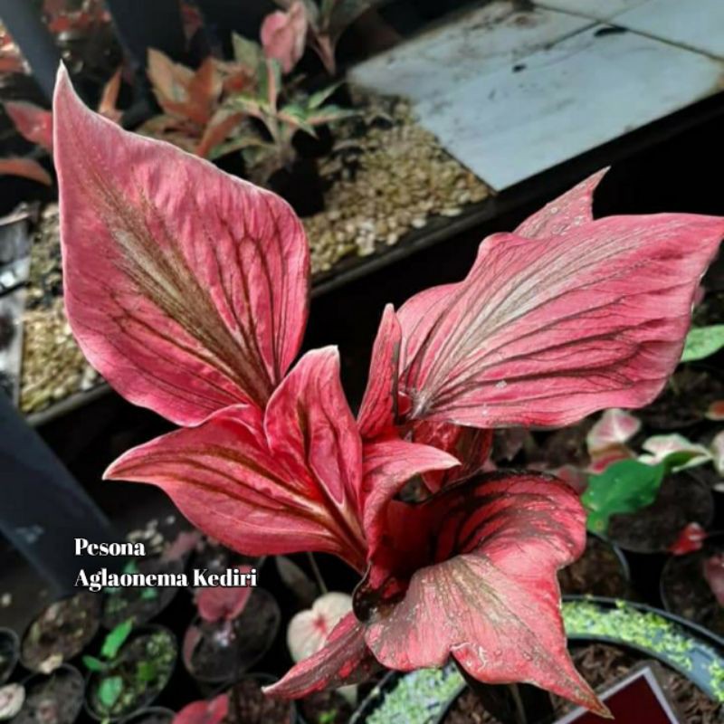 Caladium / Keladi RED KUJANG Import Super