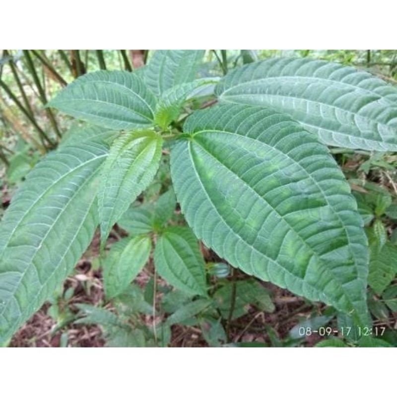 

daun pohpohan segar 100gr