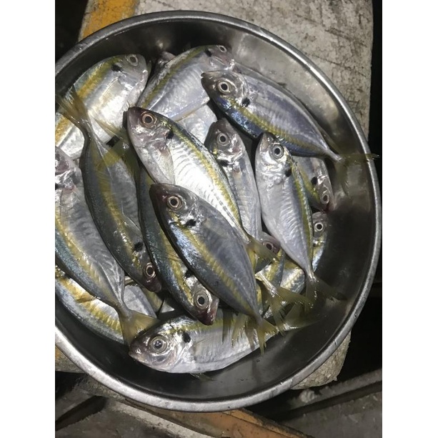 

✿ Ikan Selar Segar 1KG ❉