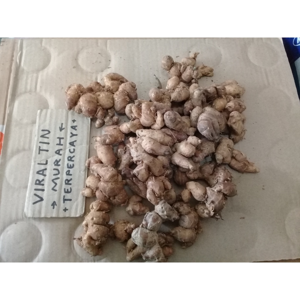 

KENCUR SEGAR PER 100 GR REMPAH BUMBU MASAKAN