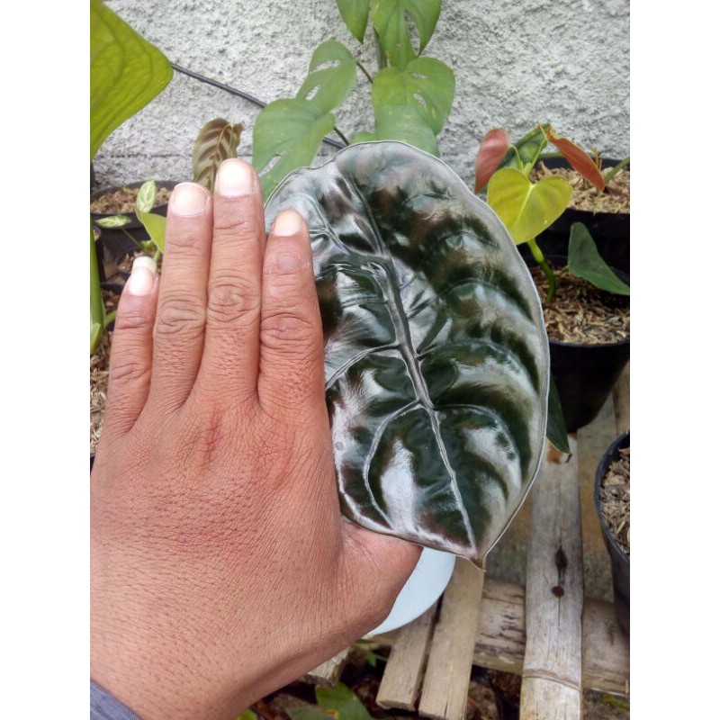 alokasia cuprea/keladi tengkorak