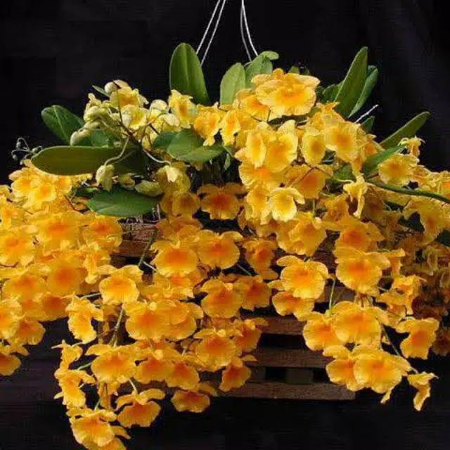 Anggrek Dendrobium dewasa agregatum siap bunga
