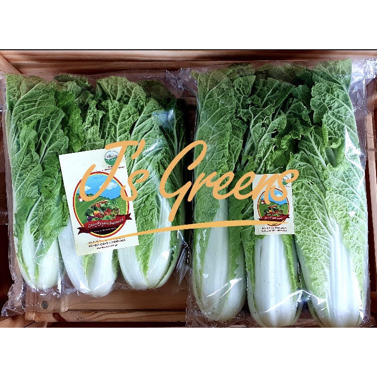 

Sawi Baby Organik Living Organic