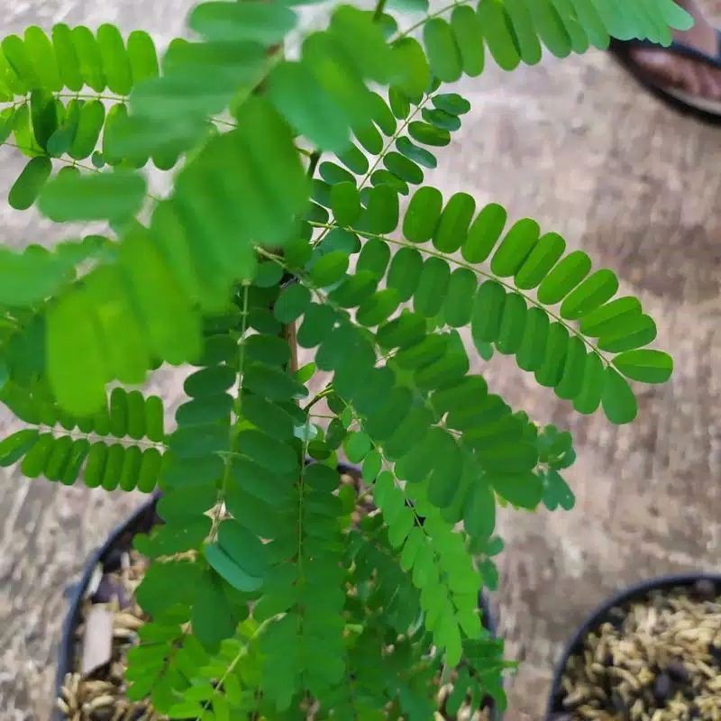 

bibit dan daun meniran segar/Phyllanthus urinaria.100gr