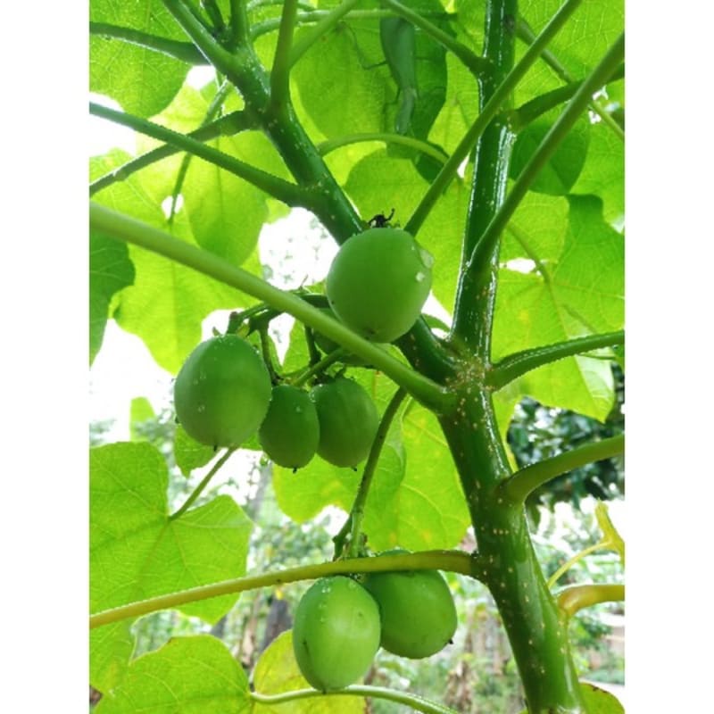 

buah jarak fresh Hasil Kebun Sendiri