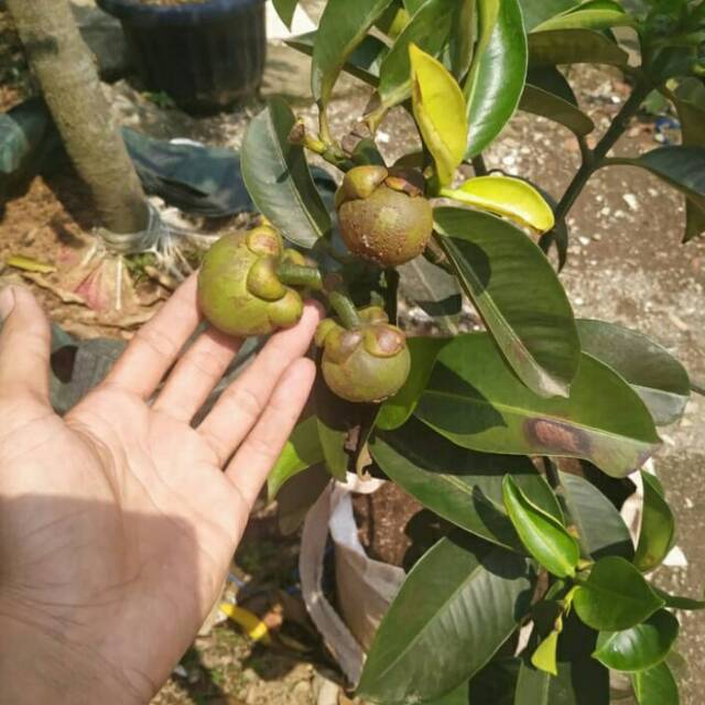 Pohon manggis sudah berbunga dan berbuah