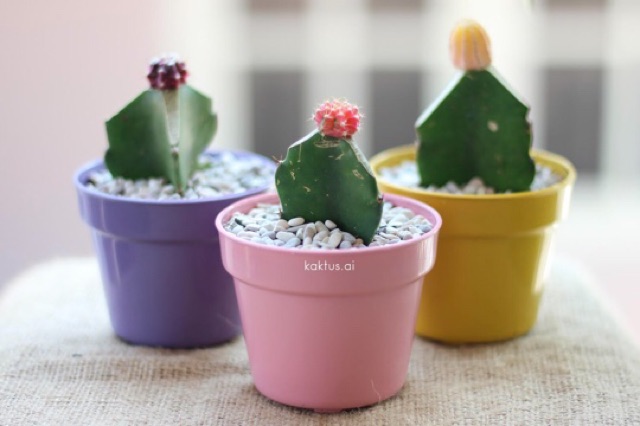 Download Ehe ist wie ein kaktus Free