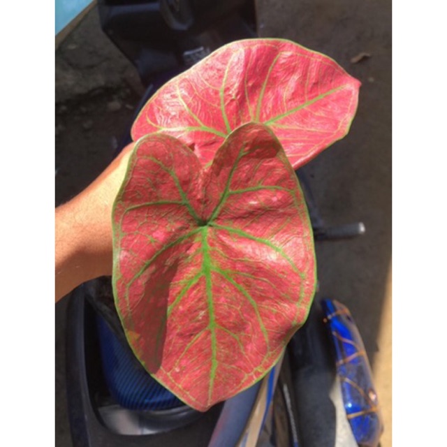 Caladium Green Spider Orange Spider Tanaman Keladi Shopee Indonesia