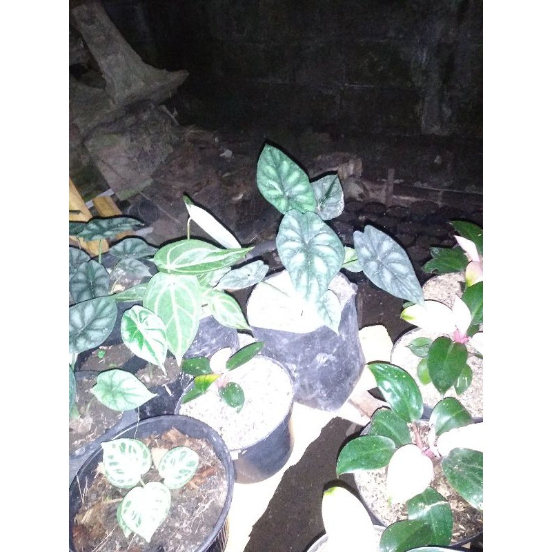 Baby Alocasia dragon silver daun 3-4